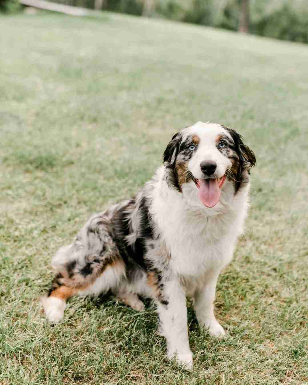 Rutley doodle, aussiedoodle puppies, bernedoodle puppies, sheepadoodle puppies