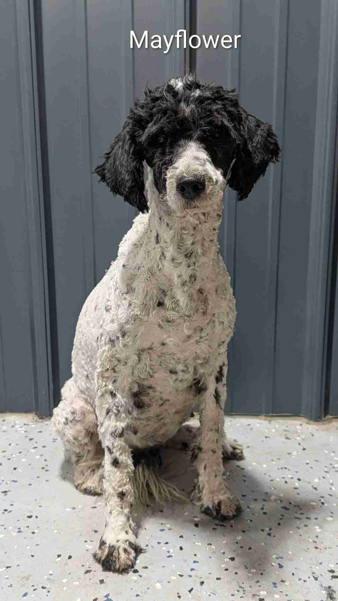 mayflower doodle, aussiedoodle puppies, bernedoodle puppies, sheepadoodle puppies